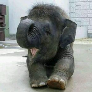 Meet your Posher, Estelle